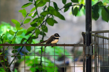 great tit on a branch29 © likbatonboot