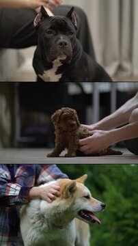 Close-up footage of cute dogs being petted. Pitbull, fluffy puppy and Shiba Inu enjoy gentle affection from owners. Great pet and animal stock video.