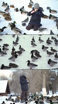 Young boy in winter coat feeds bread to ducks and pigeons on snow in park. Cute child kneels joyfully sharing food with flock of hungry birds in cold winter.