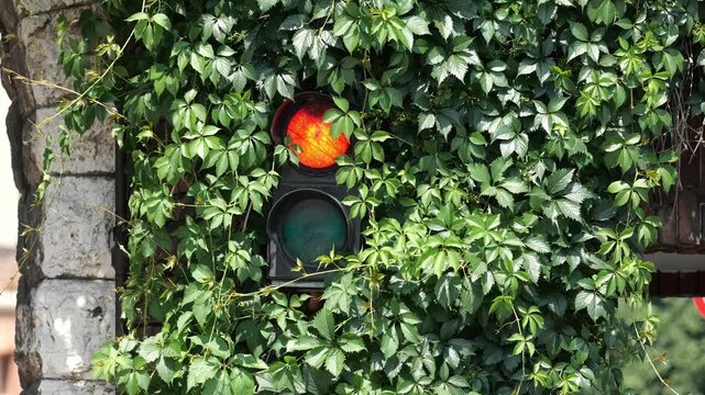Red traffic light glowing through dense green ivy on an old stone wall outdoors, overgrown stop signal partly hidden by leaves, road safety, warning, restricted access and end of the road concept