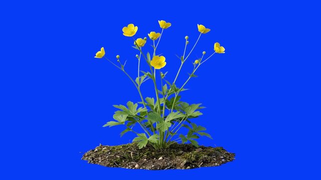 A cluster of yellow buttercup wildflowers grows from a patch of soil, swaying slightly. This realistic botanical asset is isolated on a chroma key blue screen.