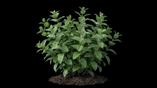 High-contrast 3D model of a lush blooming mint plant with fresh green leaves and small flowers in soil, isolated against a solid pitch-black background. Ideal for botanical product presentations, tea 