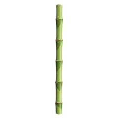 Fototapeta premium Single Green Bamboo Stem Isolated on White Background.