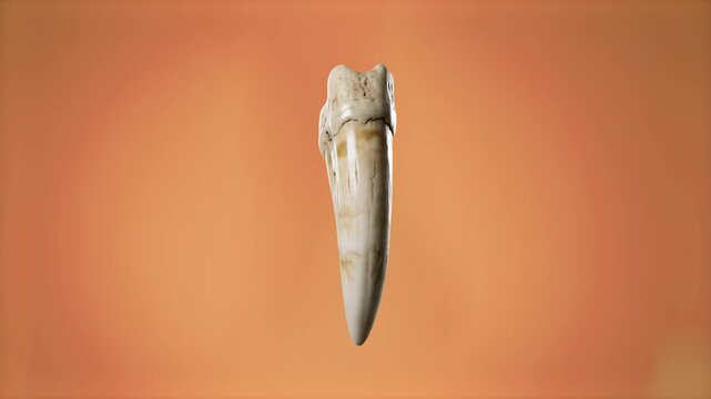A detailed 3D render of an ancient predator fang or large sharp tooth displayed vertically over a warm orange gradient background. Suitable for educational science presentations, museum displays, and 