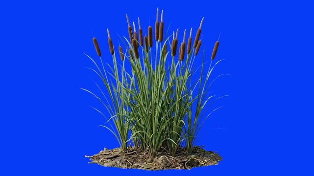 A detailed 3D render of a patch of wild cattail marsh plants with brown seed heads set against a solid blue screen background. Perfect for marshland scenes, pond environments, and aquatic ecosystem co