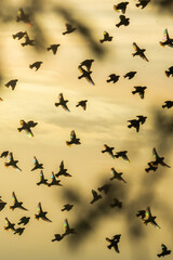 Fototapeta premium Bird behavior 