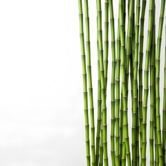 Fototapeta premium Lush Green Bamboo Stalks with White Background.