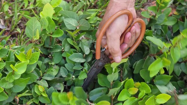 trimming tree branches with shears.