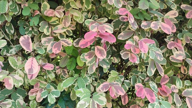 Beautiful view of Breynia disticha plant