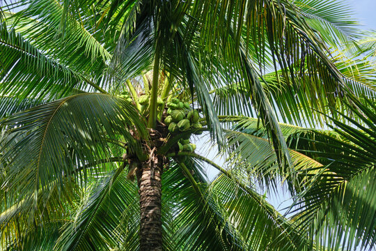 young coconuts on coconut tree