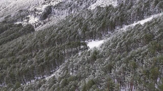 Aerial view of frost covered pine forest rows near ski slope, Spain