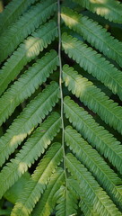Close-up of lush green fern fronds displaying intricate leaf patterns in a natural forest environment © feri