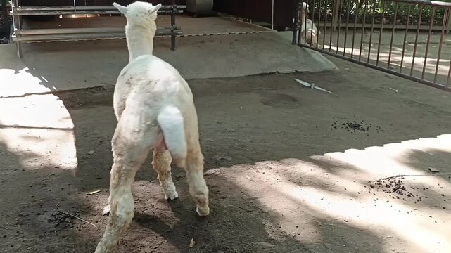 Alpaka putih sedang atraksi 