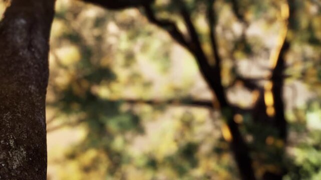 A tree trunk is seen in a forest. Sunlight filters through the leaves, creating a bright atmosphere. The scene shows the green foliage all around during daytime.