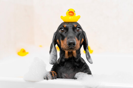 Black and tan dachshund dog standing in a foamy bubble bath joyfully balancing a yellow rubber duck on head, playful pet washing, grooming and hygiene fun concept.