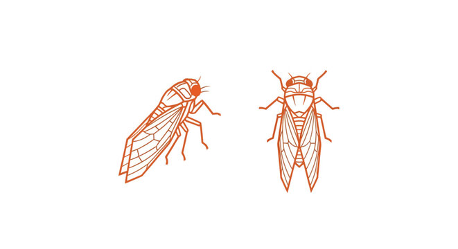 Detailed illustration of two cicada insects side by side.