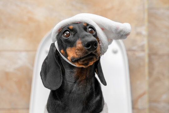 Black and tan dachshund dog in a white nightcap sitting on a toilet in a tiled bathroom in the morning, funny pet routine, potty training and hygiene humor concept.