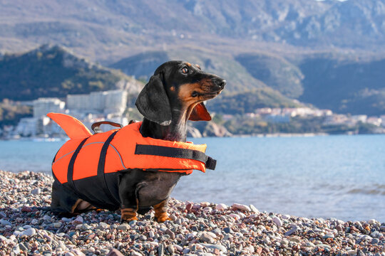  Black and tan dachshund dog in an orange life vest with fin sitting on a pebble beach with sea and mountains behind, safe healthy swimming with pet, summer water safety.