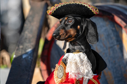Black and tan dachshund dog in an pirate admiral costume with a tricorn hat posing proudly next to a wooden barrel