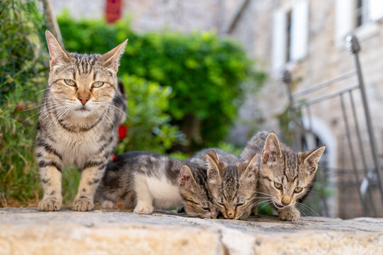 Grey tabby mother cat sitting on a stone wall with two small kittens beside her in a sunny rustic courtyard.