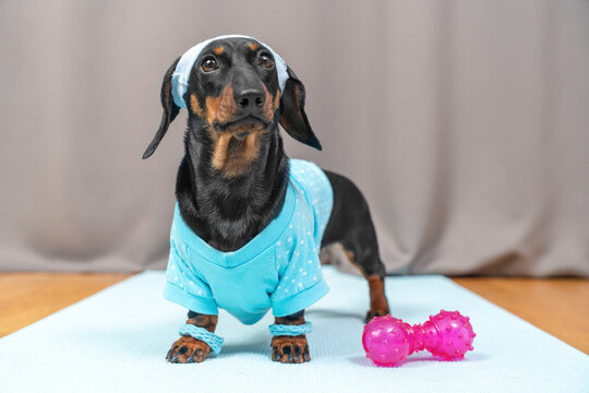 A black dachshund dog dressed in a blue fitness dotted shirt and headband stands on a blue mat next to a bright pink dumbbell toy during a playful home workout