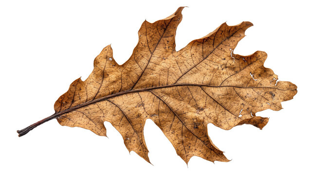 Dried brown oak leaf isolated on white background, autumn foliage with detailed texture, withered fall leaf for seasonal design