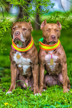 Two American pit bull terriers wearing reflective collars outdoors