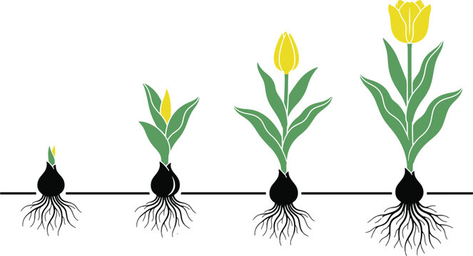 Stages of tulip flower growth from bulb with roots to blooming plant in chronological order gardening development evolution agriculture botanical isolated illustration seedling