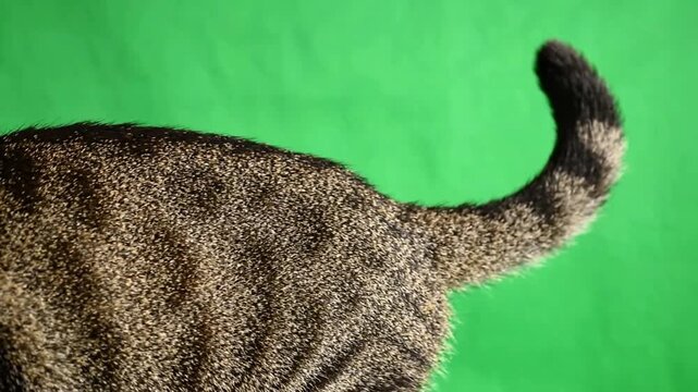 Tabby cat tail flicking isolated on green screen chroma key background, for easy compositing, and pet projects, png. ai generated