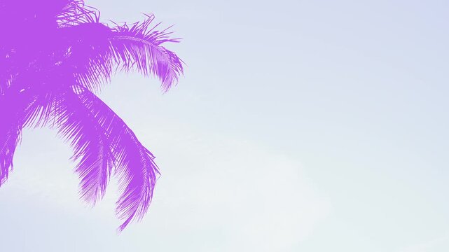 silhouette of a pink palm tree with white background