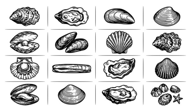 Hand Drawn Oyster Shell Doodle Vector Set with Vintage Seafood Ink Sketch Collection on White Background