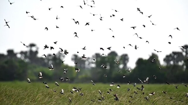 Bird behavior 