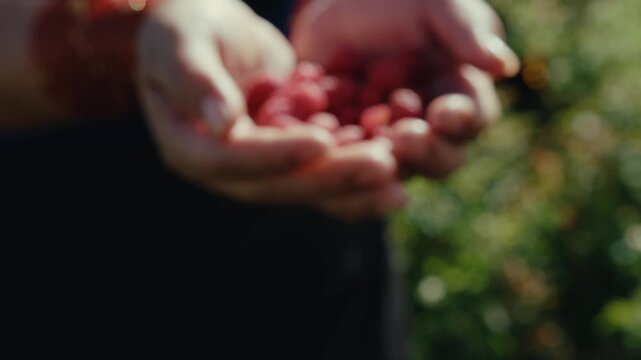 Ecuador. Sunlight glints gently through green foliage. Nature's bounty feels warm and inviting. Ideal for food, wellness, or harvest-themed visuals. Shot with movemment.