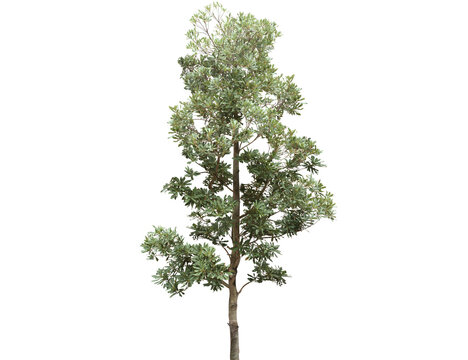 A tall, leafy green tree with a textured bark stands