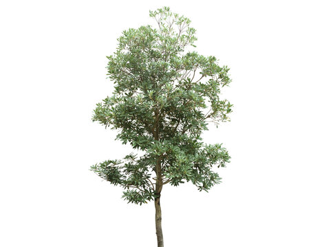 A lush green tree with a textured trunk stands isolated