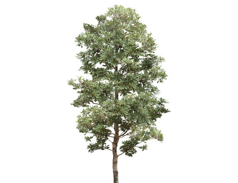 A tall, leafy green tree with a textured bark stands isolated