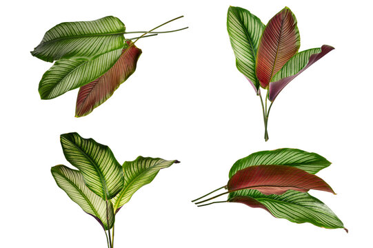 Set of variegated Calathea Majestica leaves in four different angles. Featuring elegant white stripes and purple undersides, isolated on white background.