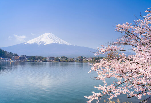 富士山・河口湖 満開の桜