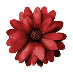 Obraz premium PNG Vibrant red flower illustration