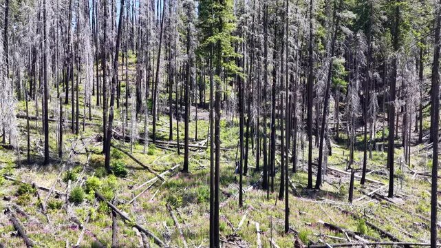 Blackened trees are evidence of a past wildfire in the Mt. Hood National Forest, Oregon. Pacific Northwest forests are continually under threat of fires in a large part due to climate change.