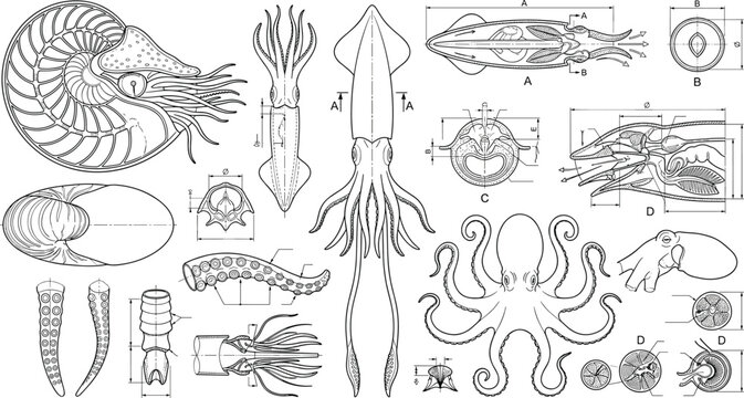 Technical CAD Drawing Set of Cephalopods Including Octopus, Squid, and Nautilus Marine Animals