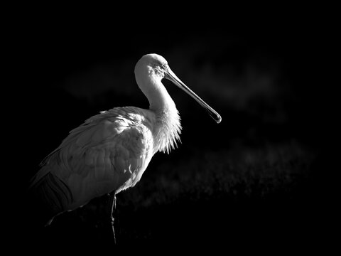 Yellow-billed Spoonbill black and white low key image 