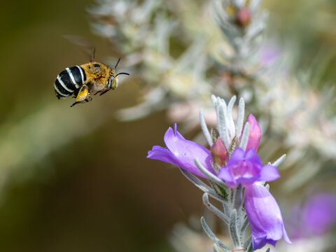 Amegilla cingulata female and the Eremophila nivea bush