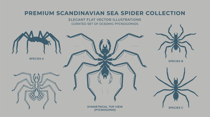 Elegant sea spider pycnogonid vector collection featuring minimalist Scandinavian flat style for ocean research © KhadizaAkter