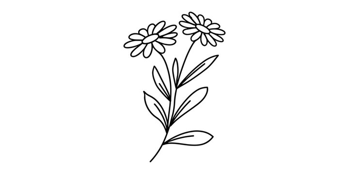 Simple black and white line art drawing of two daisy flowers with stems and leaves as a hand drawn sketch illustration for design projects and decor Vector, illustration