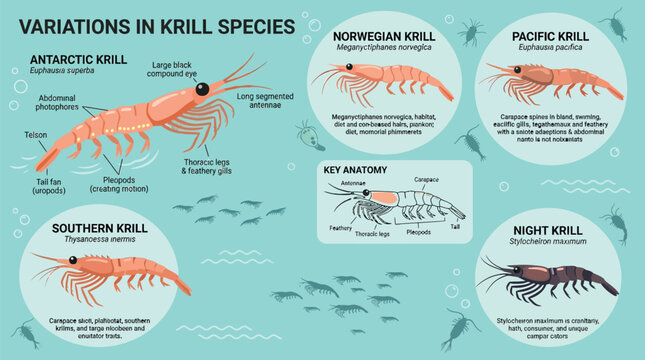 Flat vector collection of krill species variations with anatomical labels and key features for marine biology