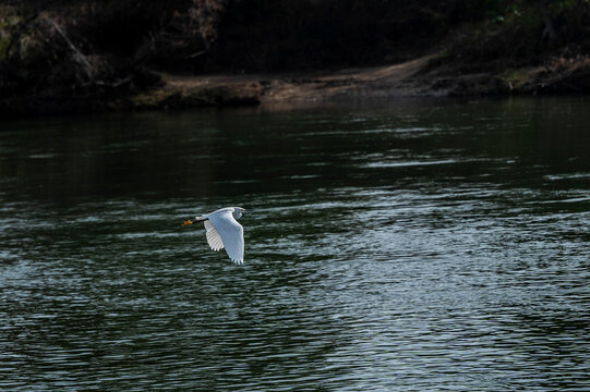 low-angle tracking shot of a white egret or heron flying low over rippling dark river water near a shaded shoreline