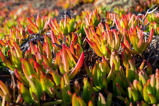 close-up architectural landscape view of vibrant red and green ice plant succulents growing over coastal soil