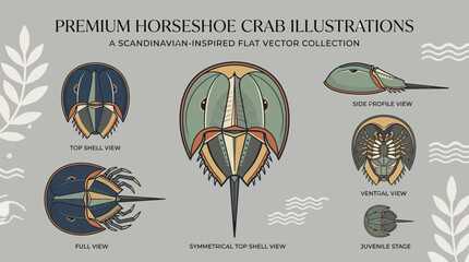 Premium horseshoe crab vector illustration set in a minimalist Scandinavian style for marine biology education © KhadizaAkter
