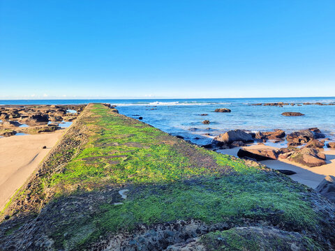 Concrete sea wall at Susan Gilmore Beach Newcastle New South Wales Australia. Taken at low tide with green algae exposed
